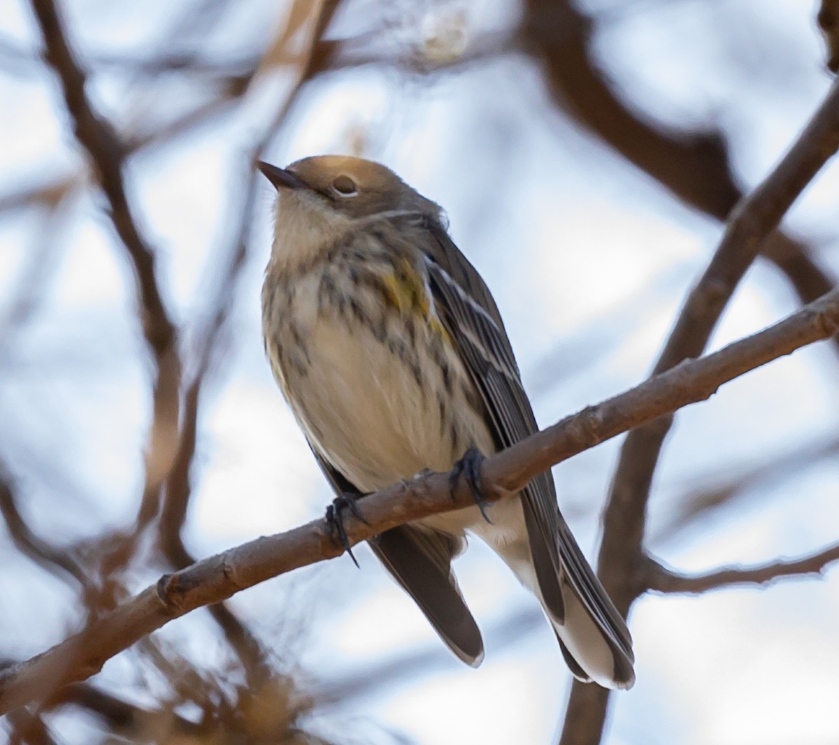 Yellow-rumped Warbler - ML197218181