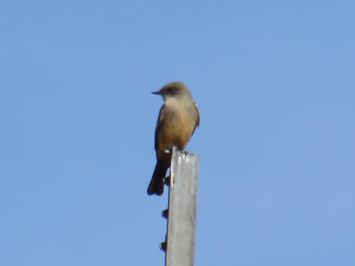 Say's Phoebe - ML197218331
