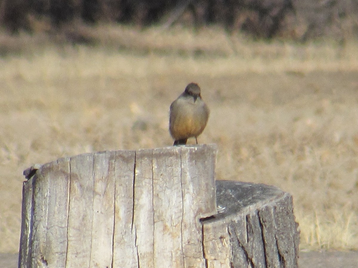 Say's Phoebe - ML197218561
