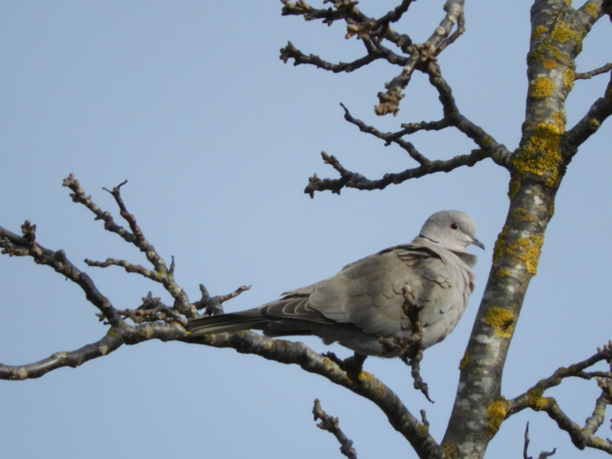 Eurasian Collared-Dove - Jeff Harding