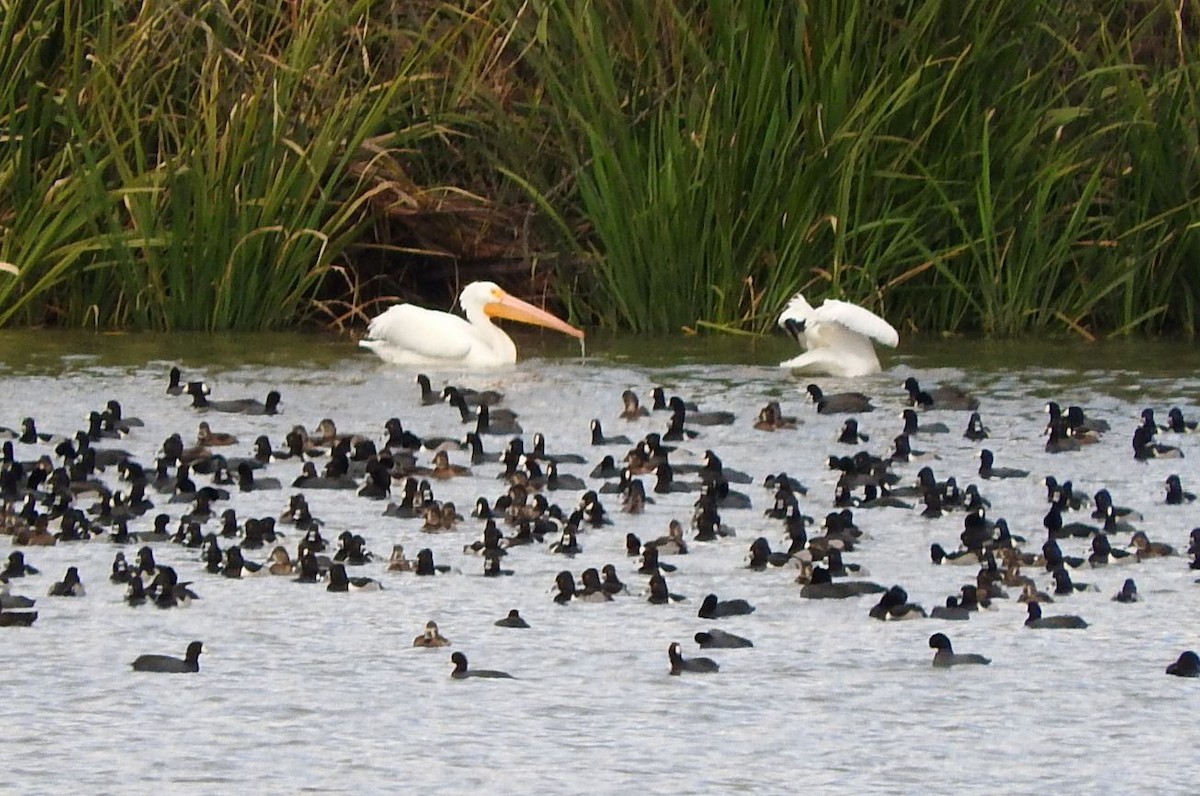 Nashornpelikan - ML197220761