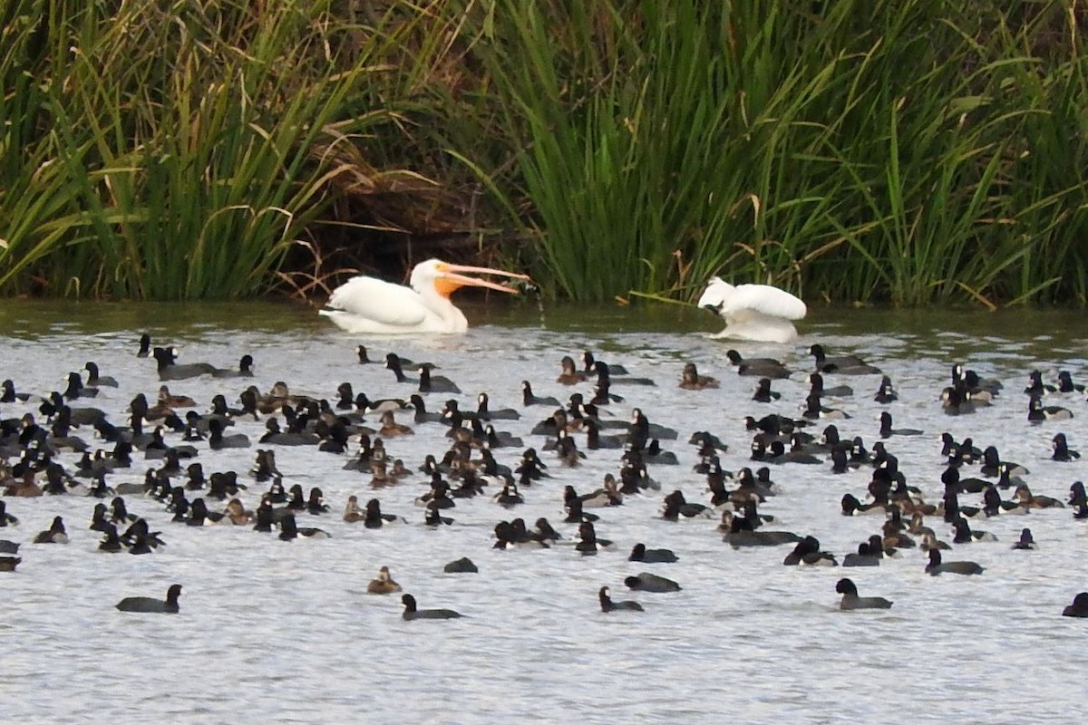 Nashornpelikan - ML197220901