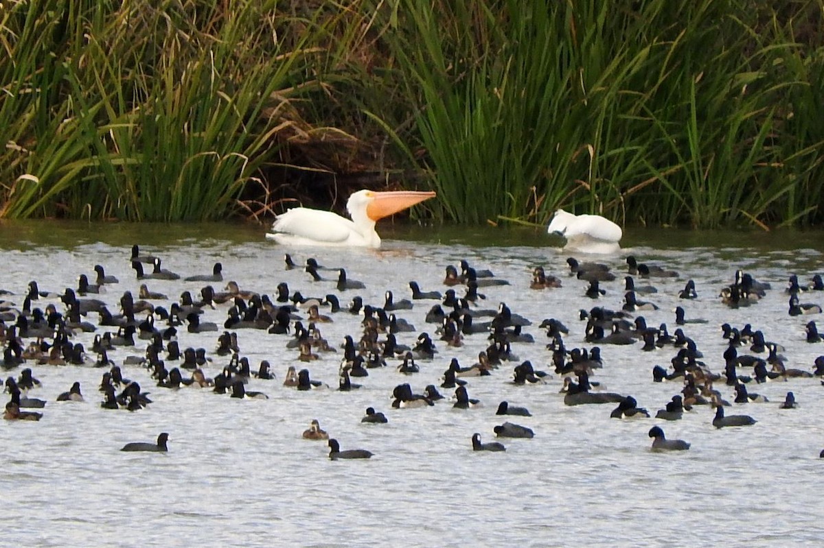 Nashornpelikan - ML197220931