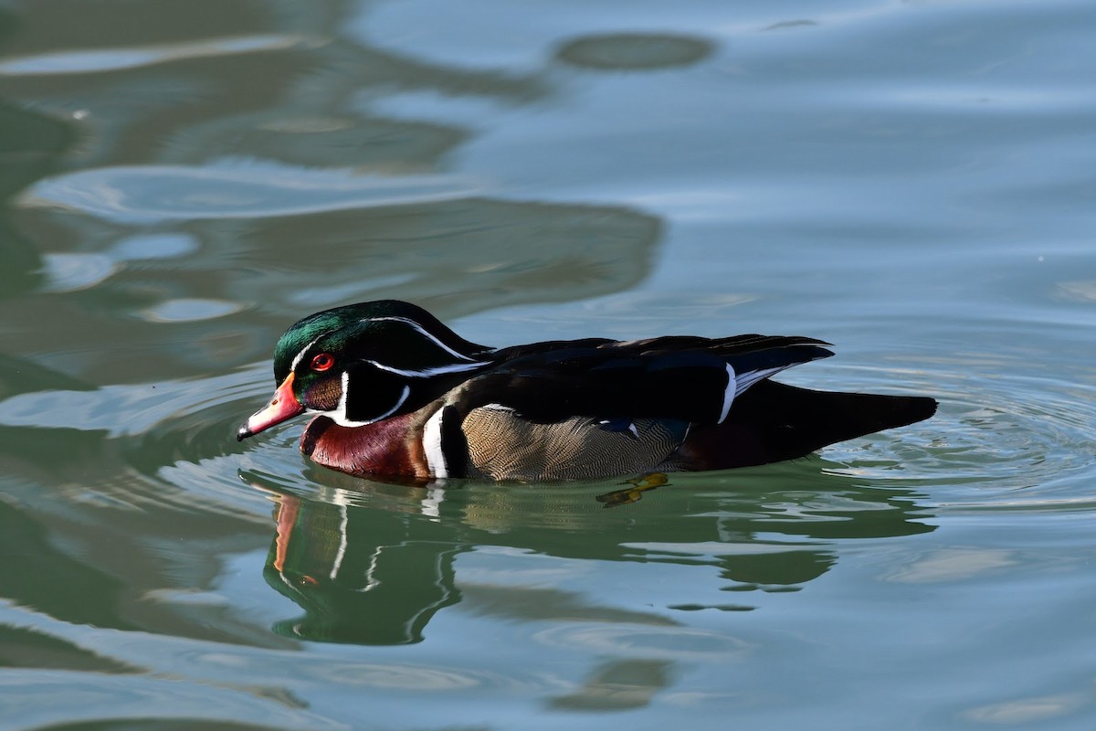 Wood Duck - ML197221761