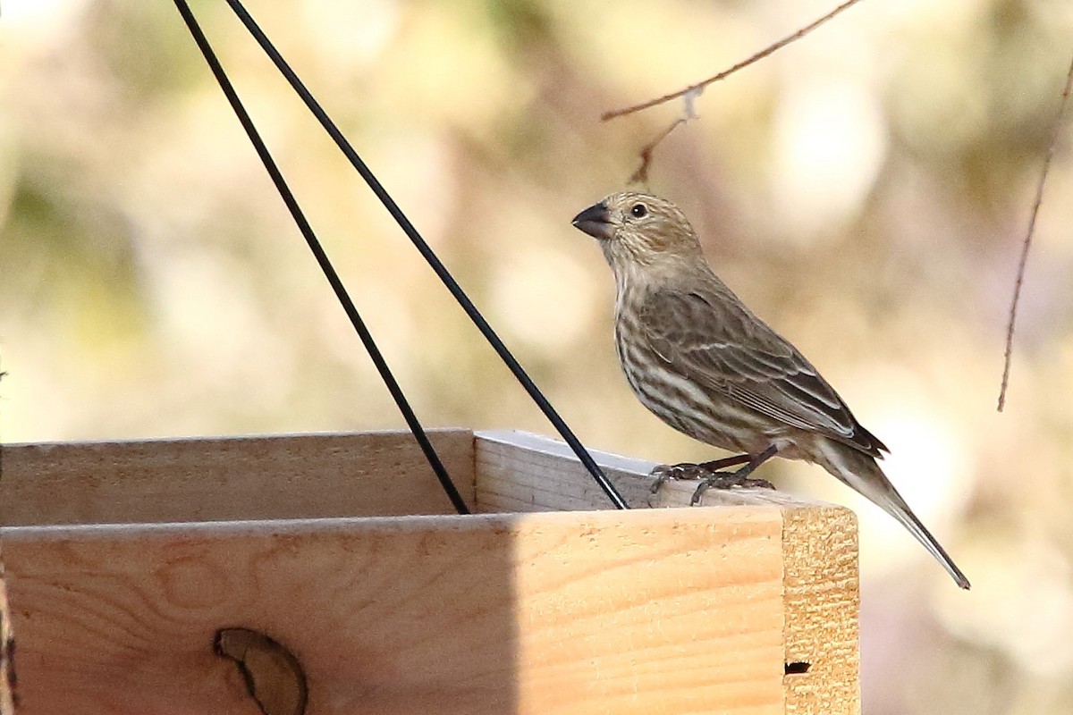 House Finch - ML197222751