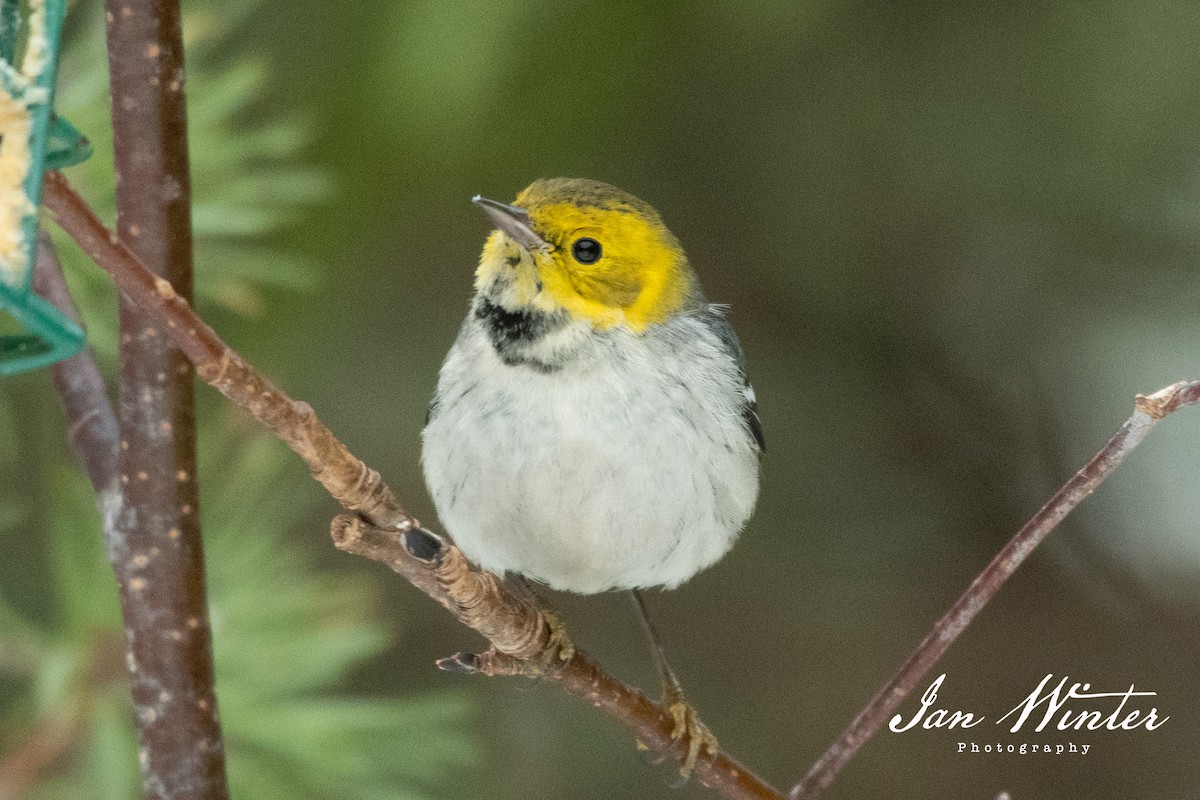 Hermit Warbler - Ian Winter