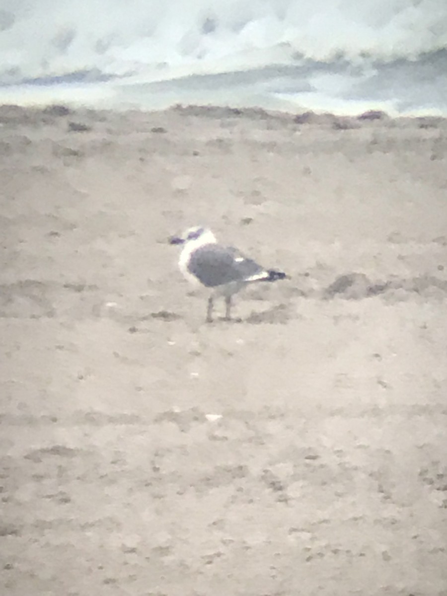 Laughing Gull - ML197223551