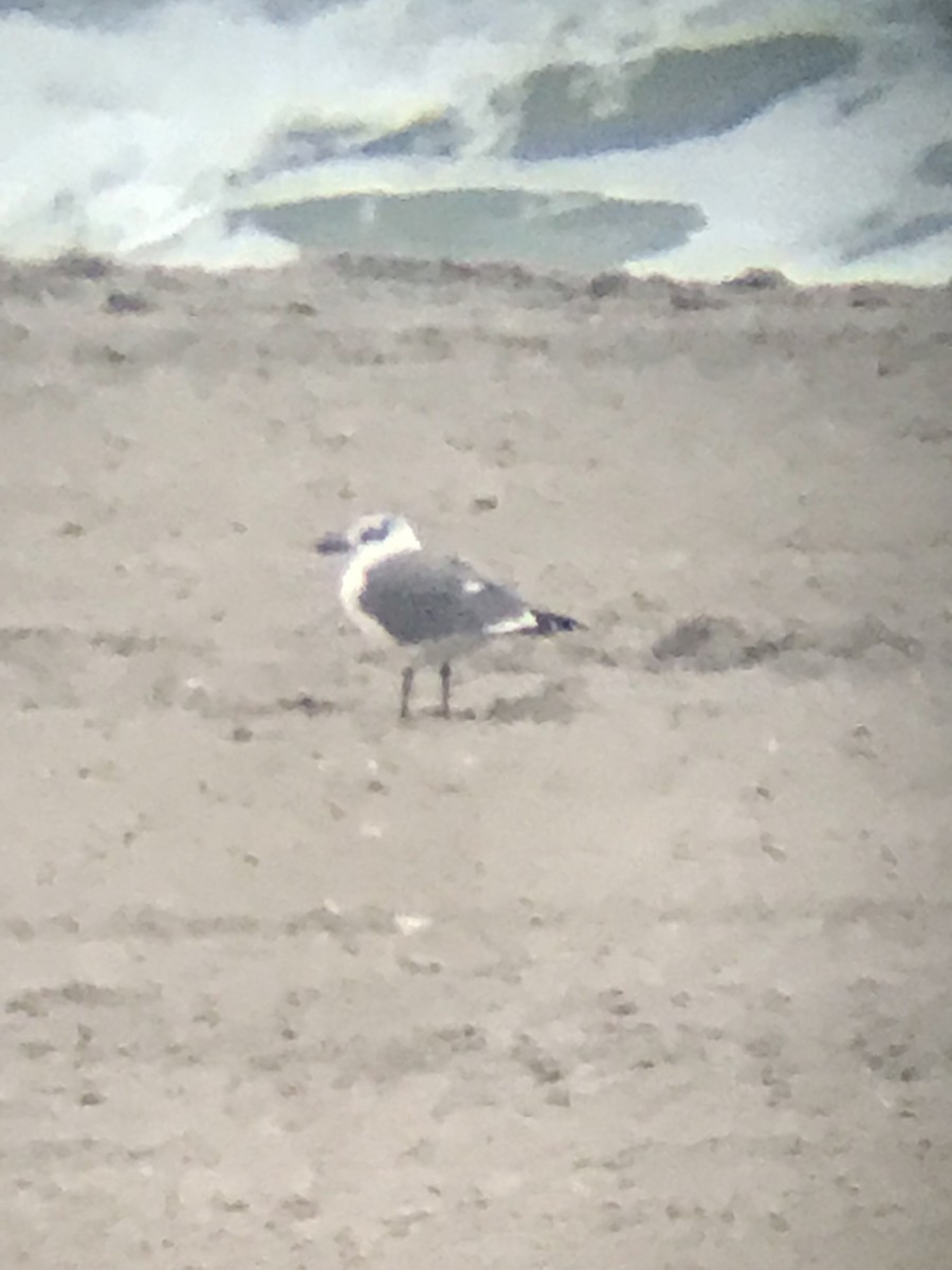 Laughing Gull - R M