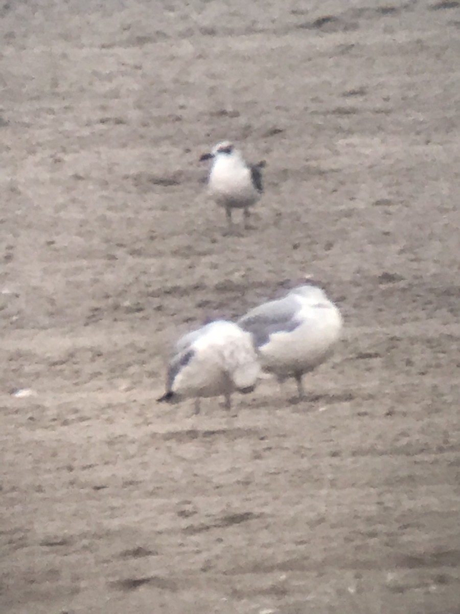 Laughing Gull - ML197223571