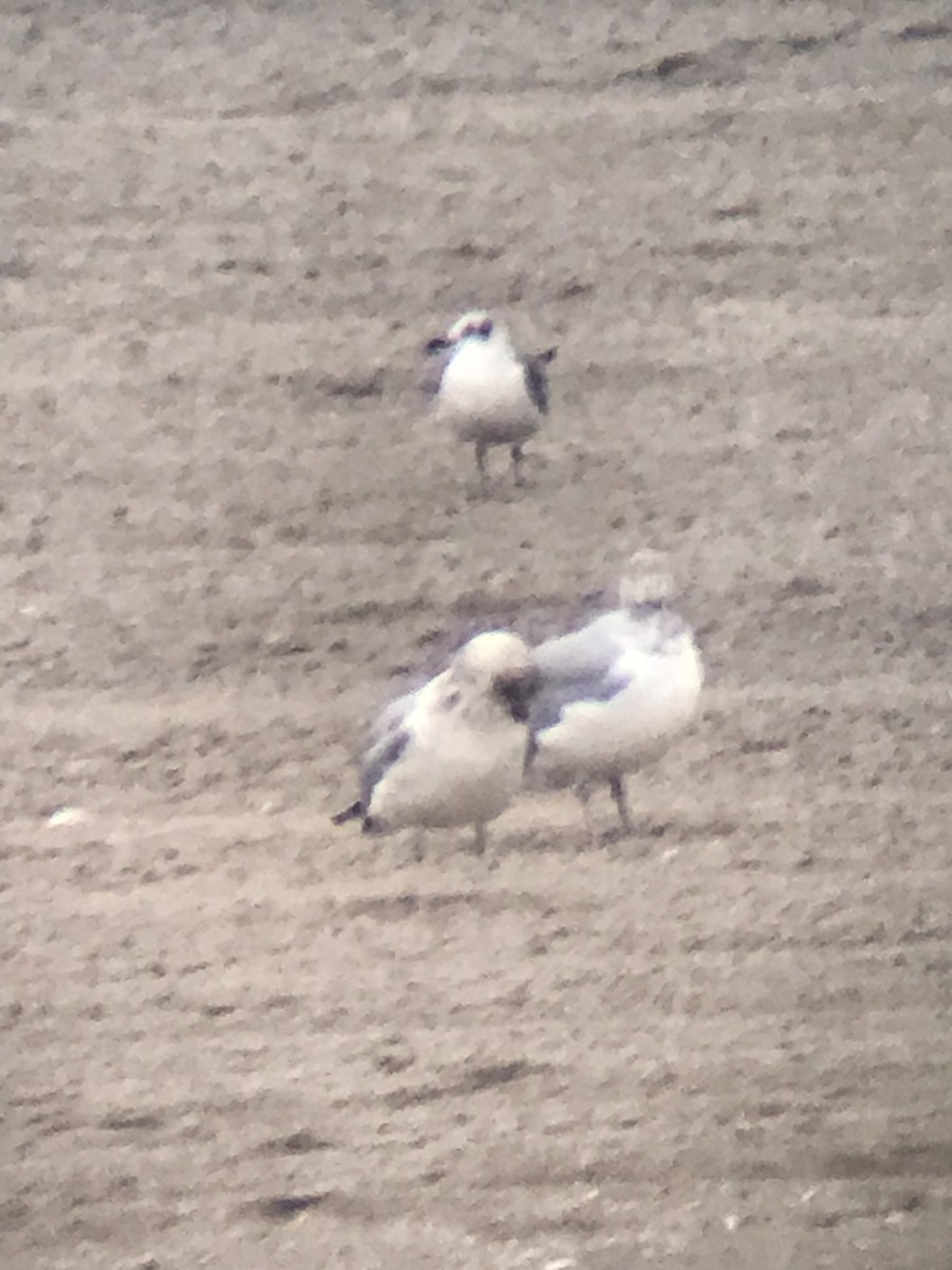 Gaviota Guanaguanare - ML197223581