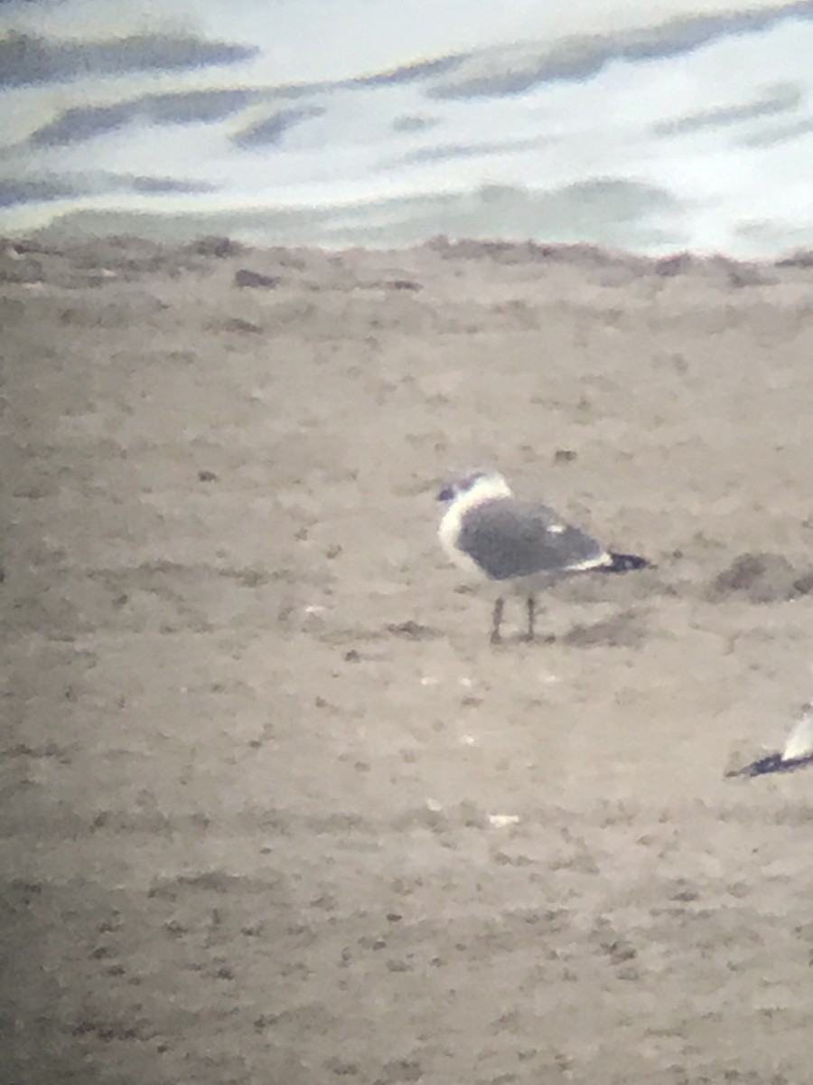 Laughing Gull - ML197223611