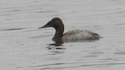 Canvasback - ML197228711