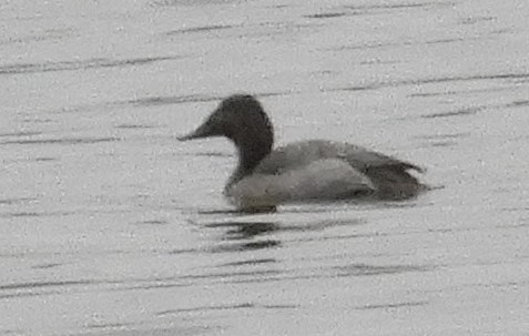 Canvasback - ML197228721