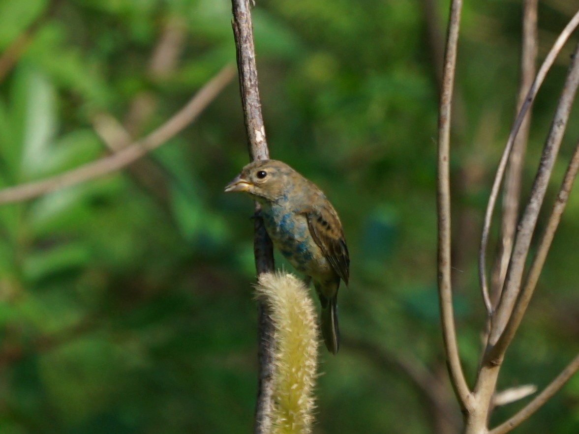 Passerin indigo - ML197230201