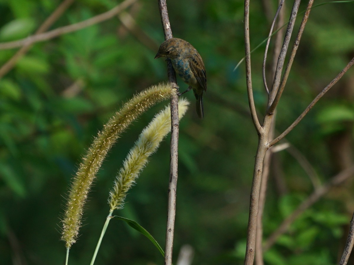 Passerin indigo - ML197230211