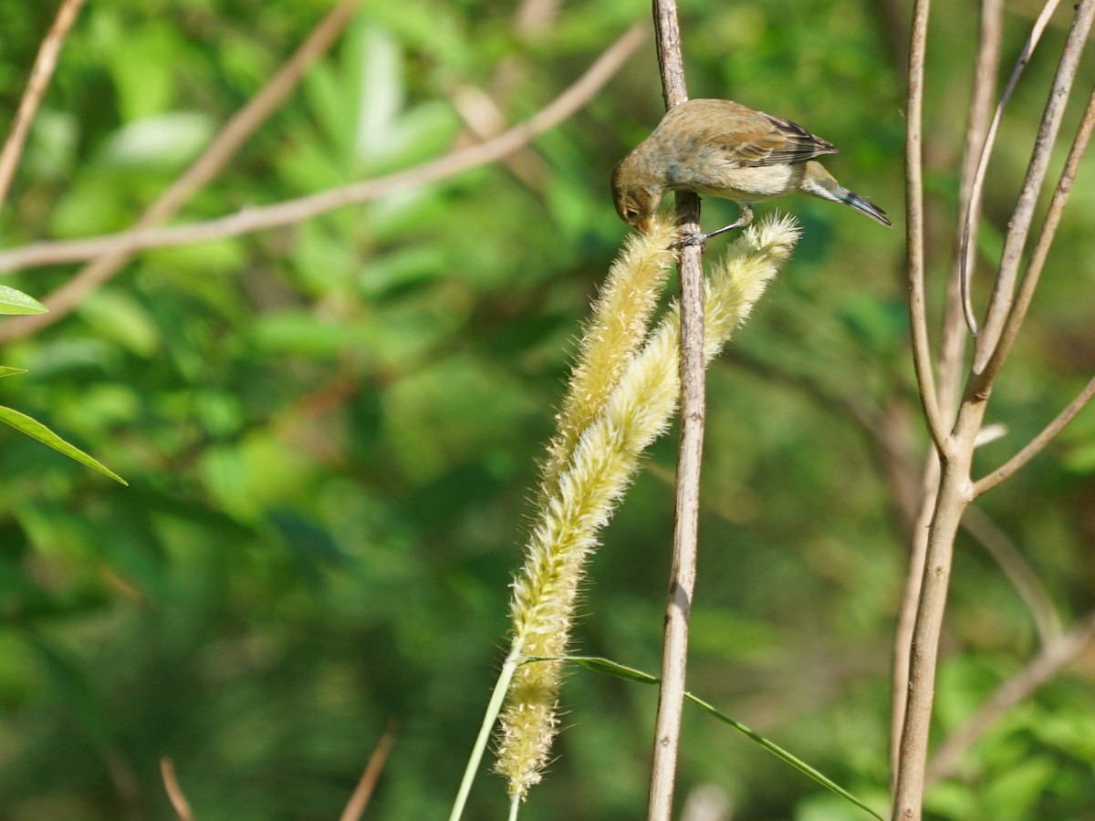 Passerin indigo - ML197230221