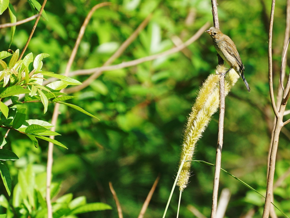 Passerin indigo - ML197230231