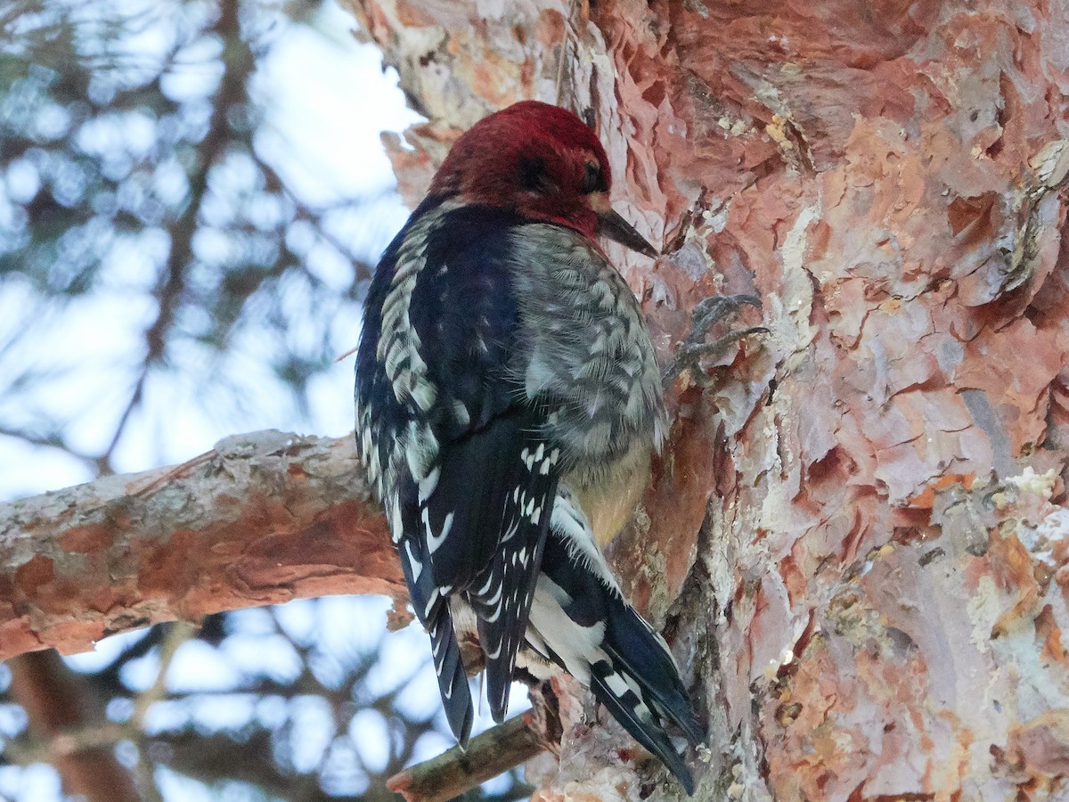 Red-breasted Sapsucker - ML197231411