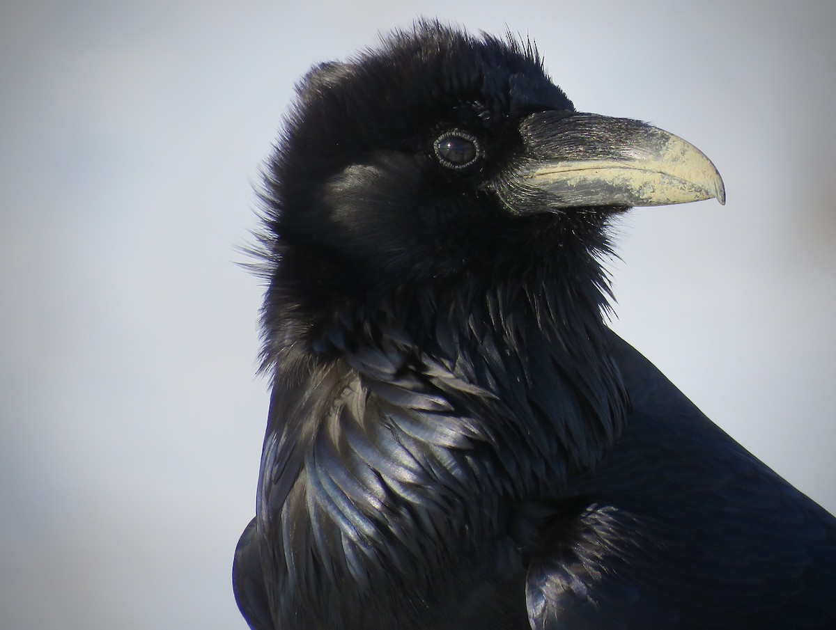 Common Raven - ML197231421