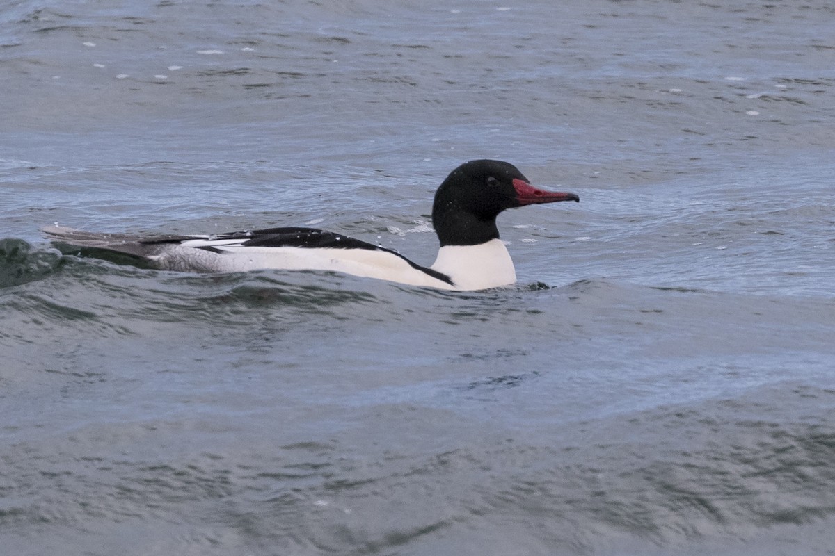 Common Merganser - Anthony Gliozzo