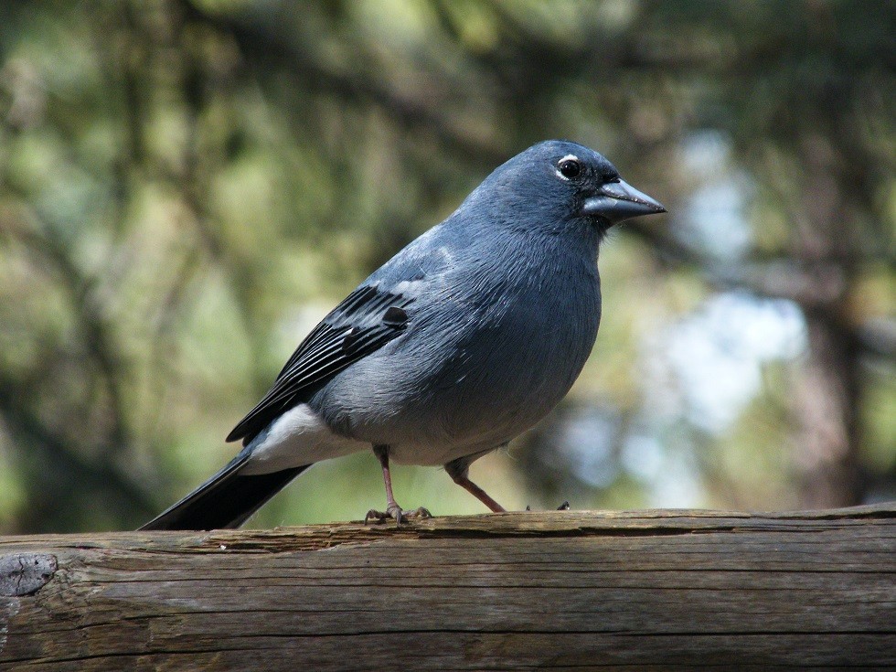 Tenerife Blue Chaffinch - ML197232421