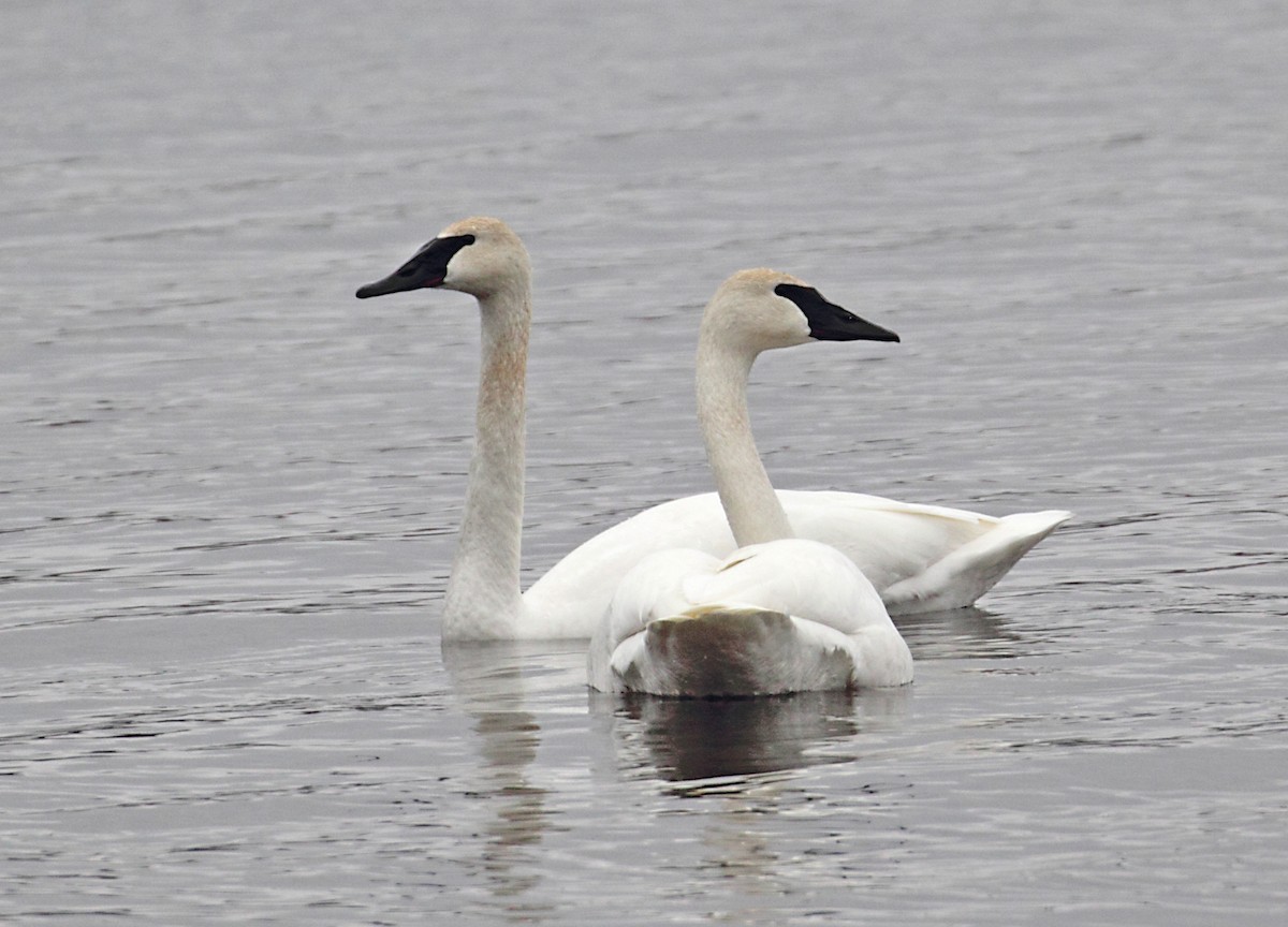 Trumpeter Swan - ML197233061