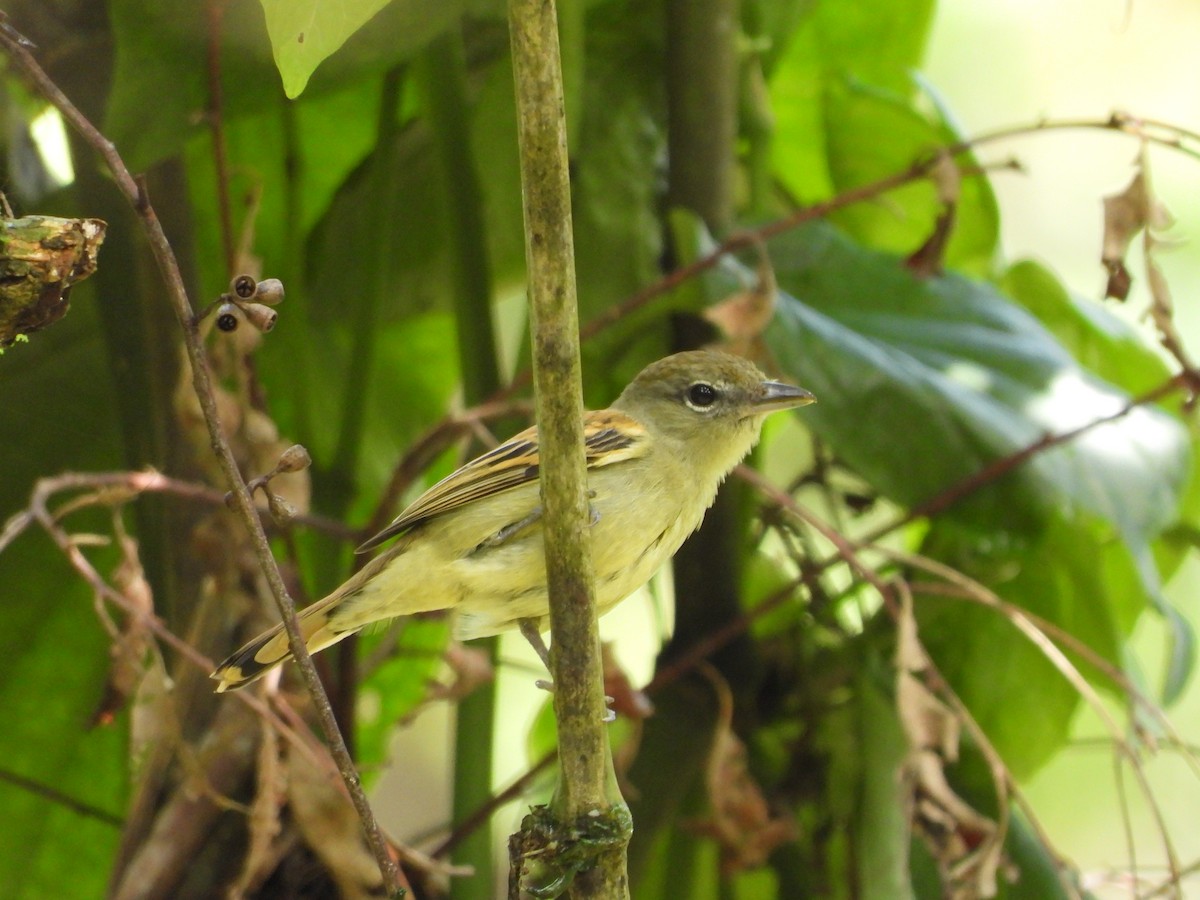 White-winged Becard - ML197234081