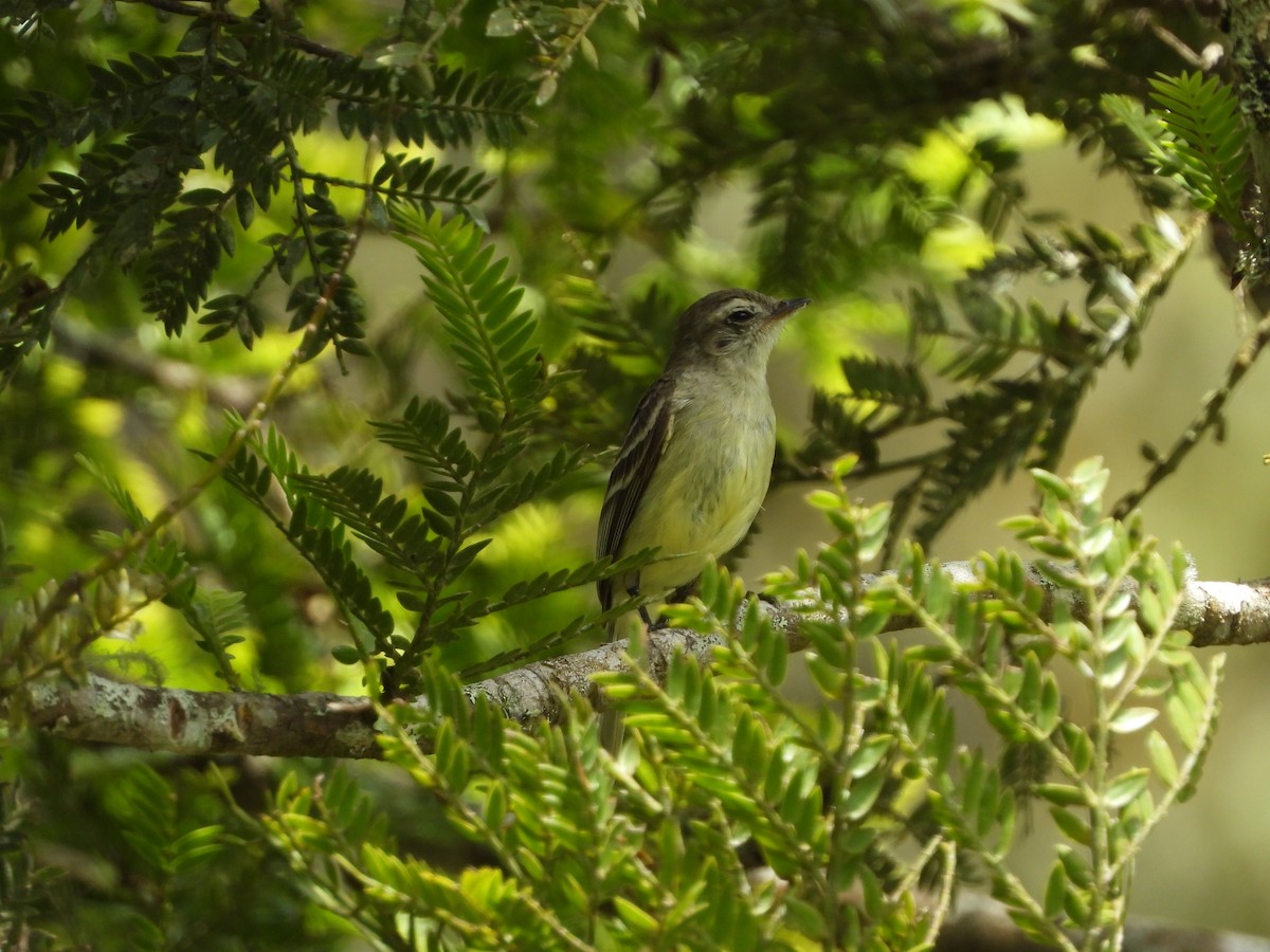 Mouse-colored Tyrannulet (Southern) - ML197234321