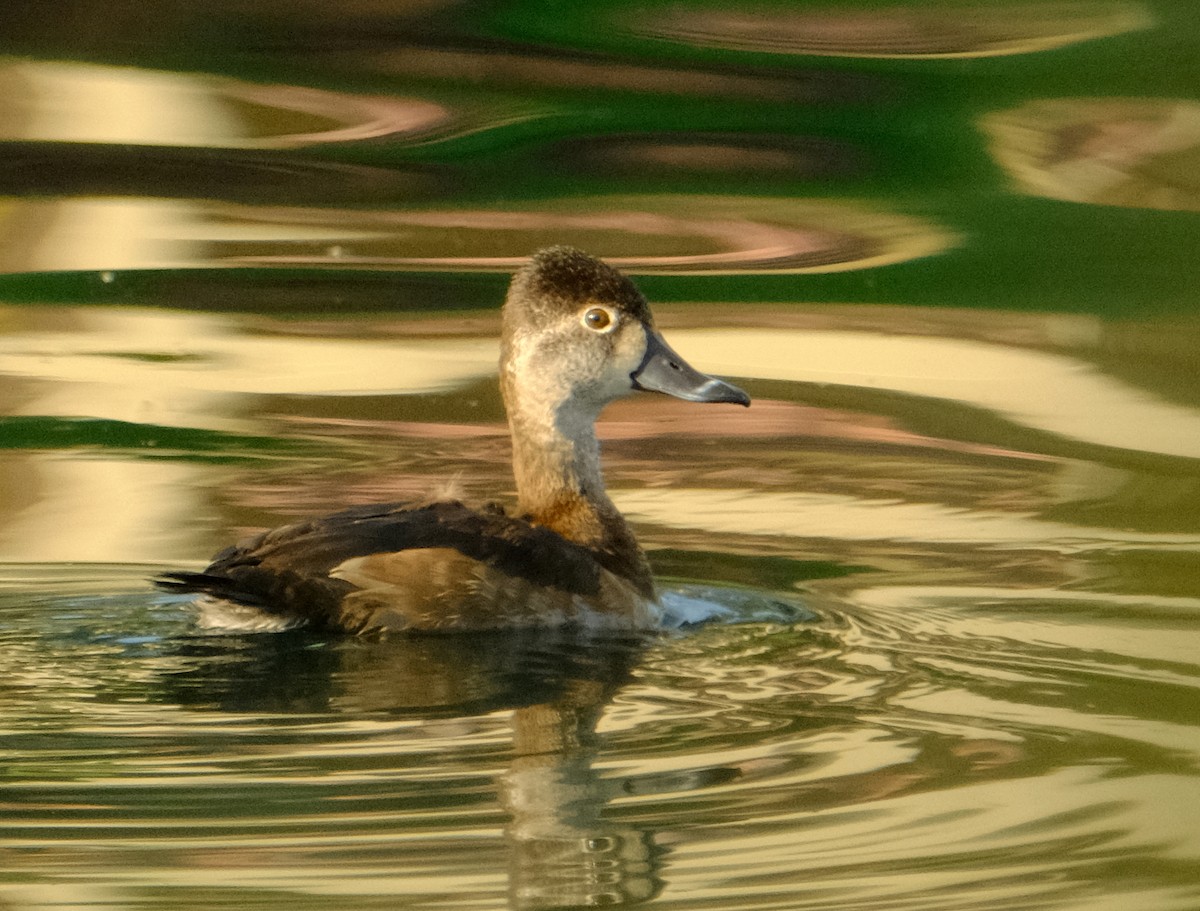 Ring-necked Duck - David Zittin