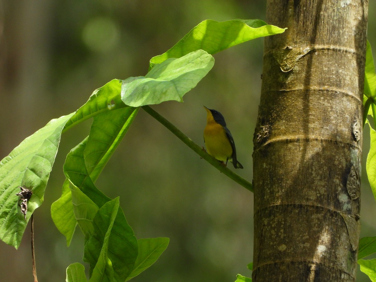 Tropical Parula - ML197236631