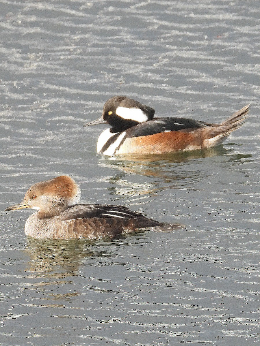 Hooded Merganser - ML197242271