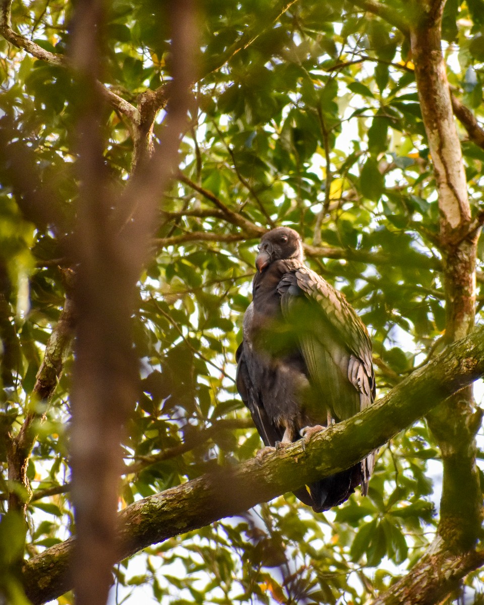 King Vulture - ML197243221