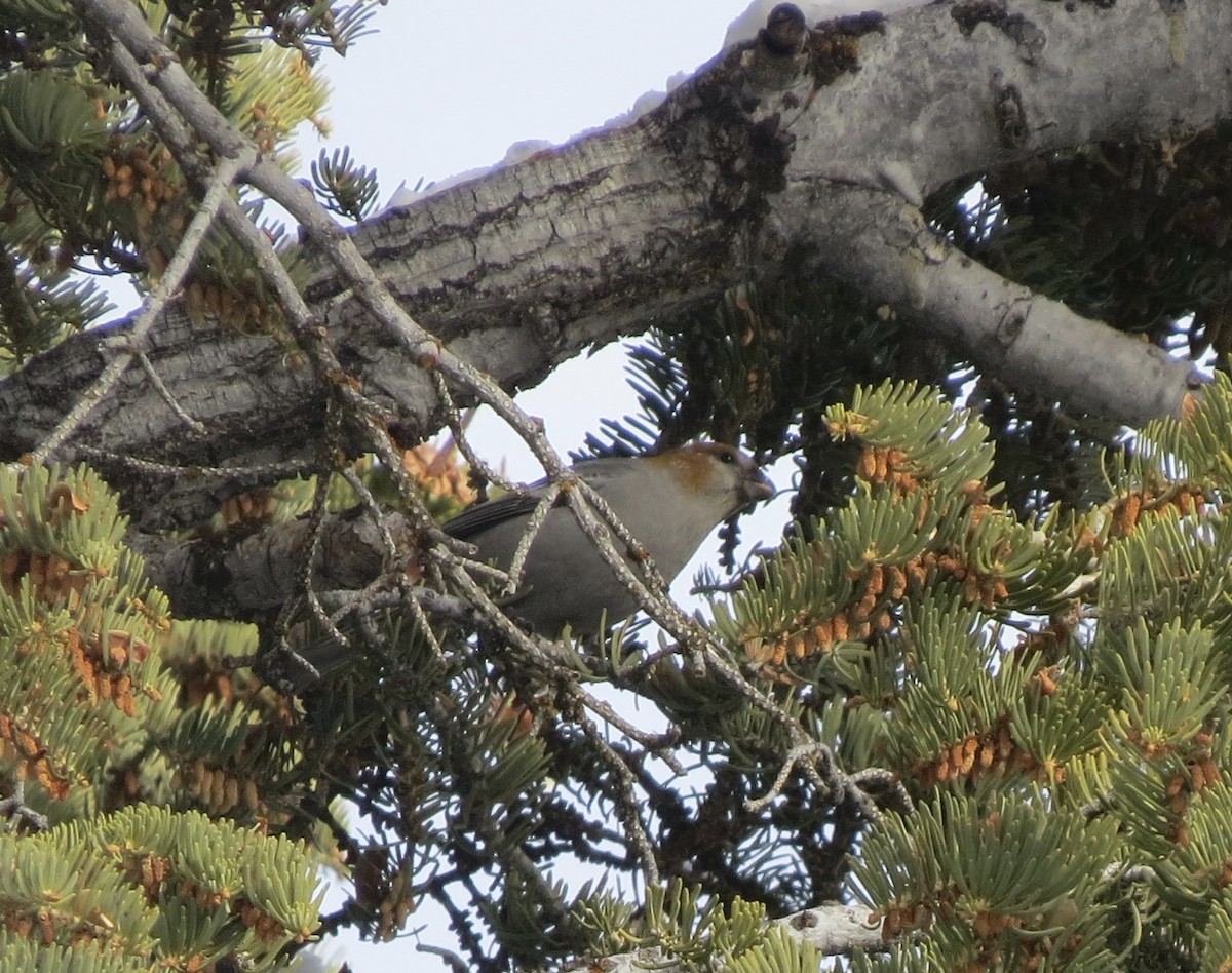 Pine Grosbeak - Sharyn Isom