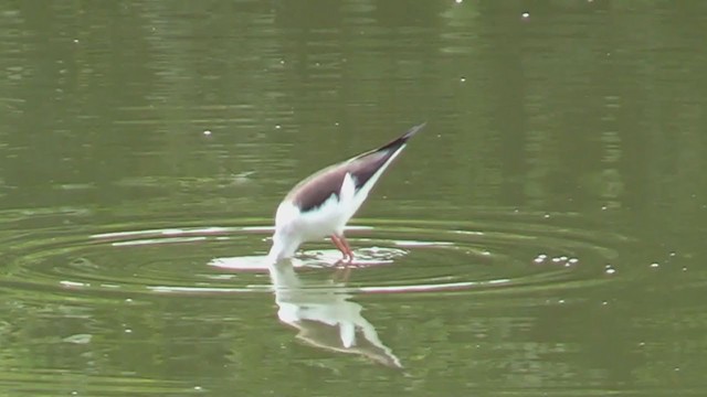 Black-winged Stilt - ML197243871