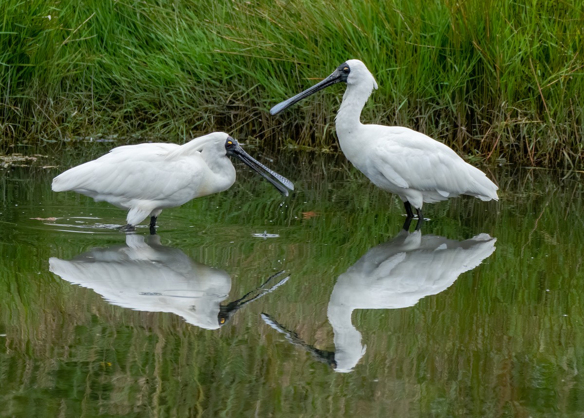 Royal Spoonbill - ML197244381