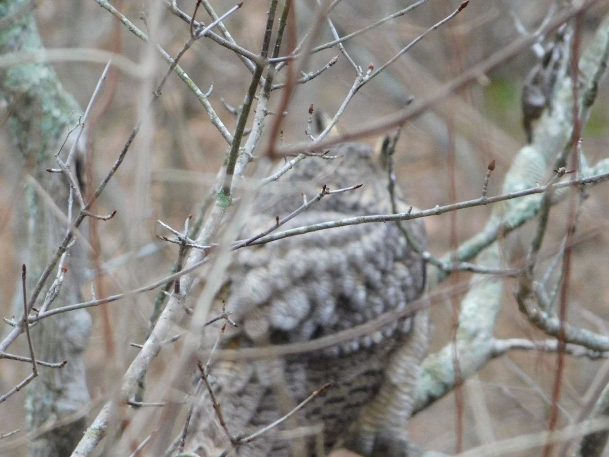 Great Horned Owl - ML197244621