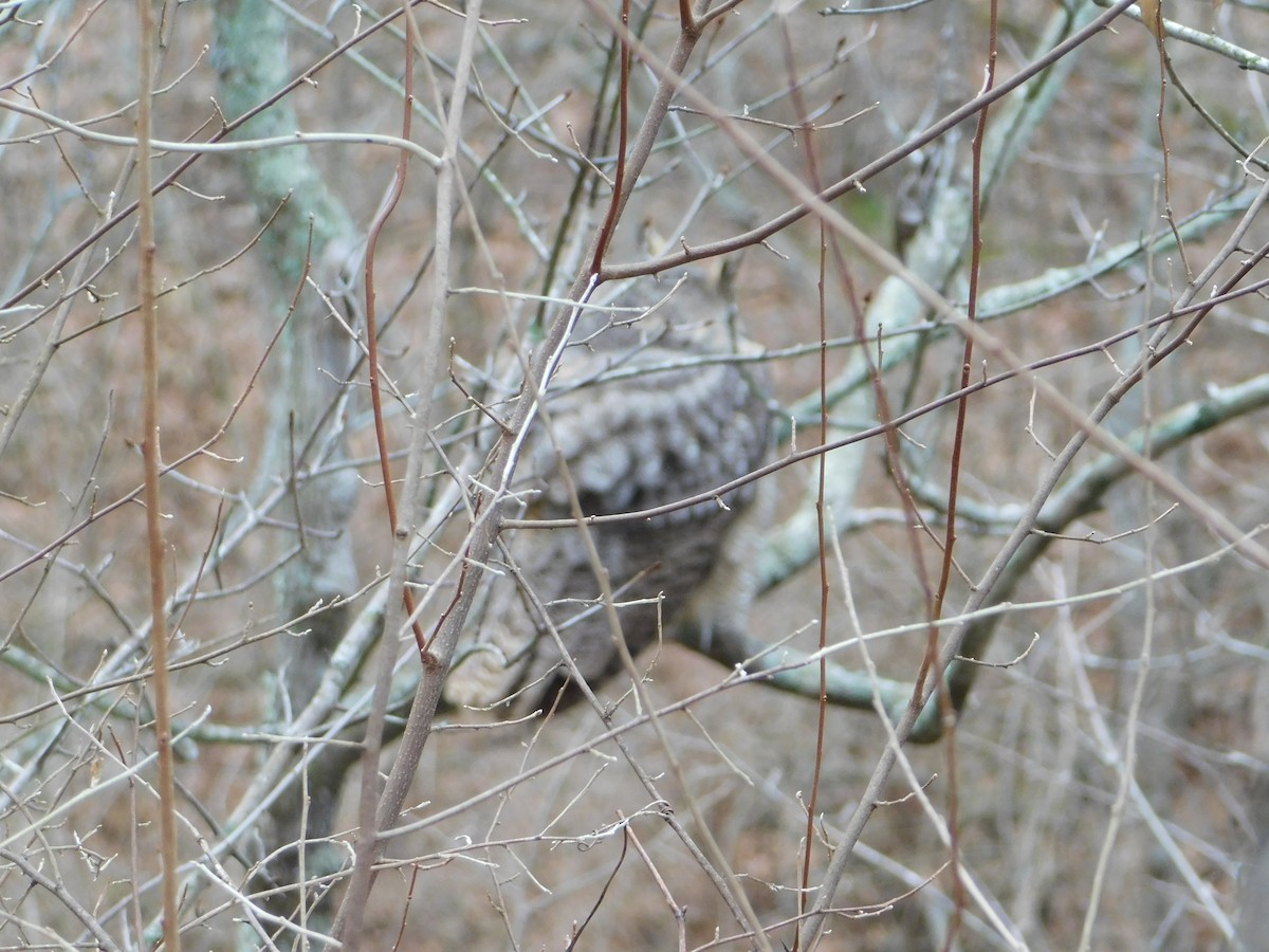 Great Horned Owl - ML197244731