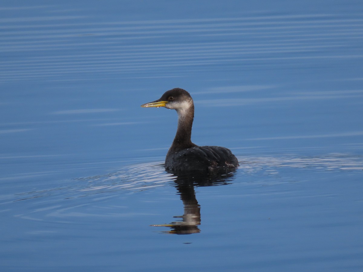 Red-necked Grebe - ML197244741