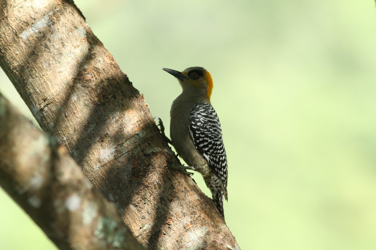 Golden-cheeked Woodpecker - ML197246851