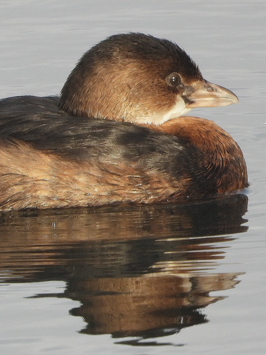 Pied-billed Grebe - ML197247321