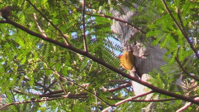 Spot-throated Flameback - ML197248031