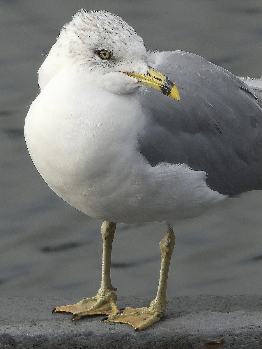 Ring-billed Gull - ML197249771