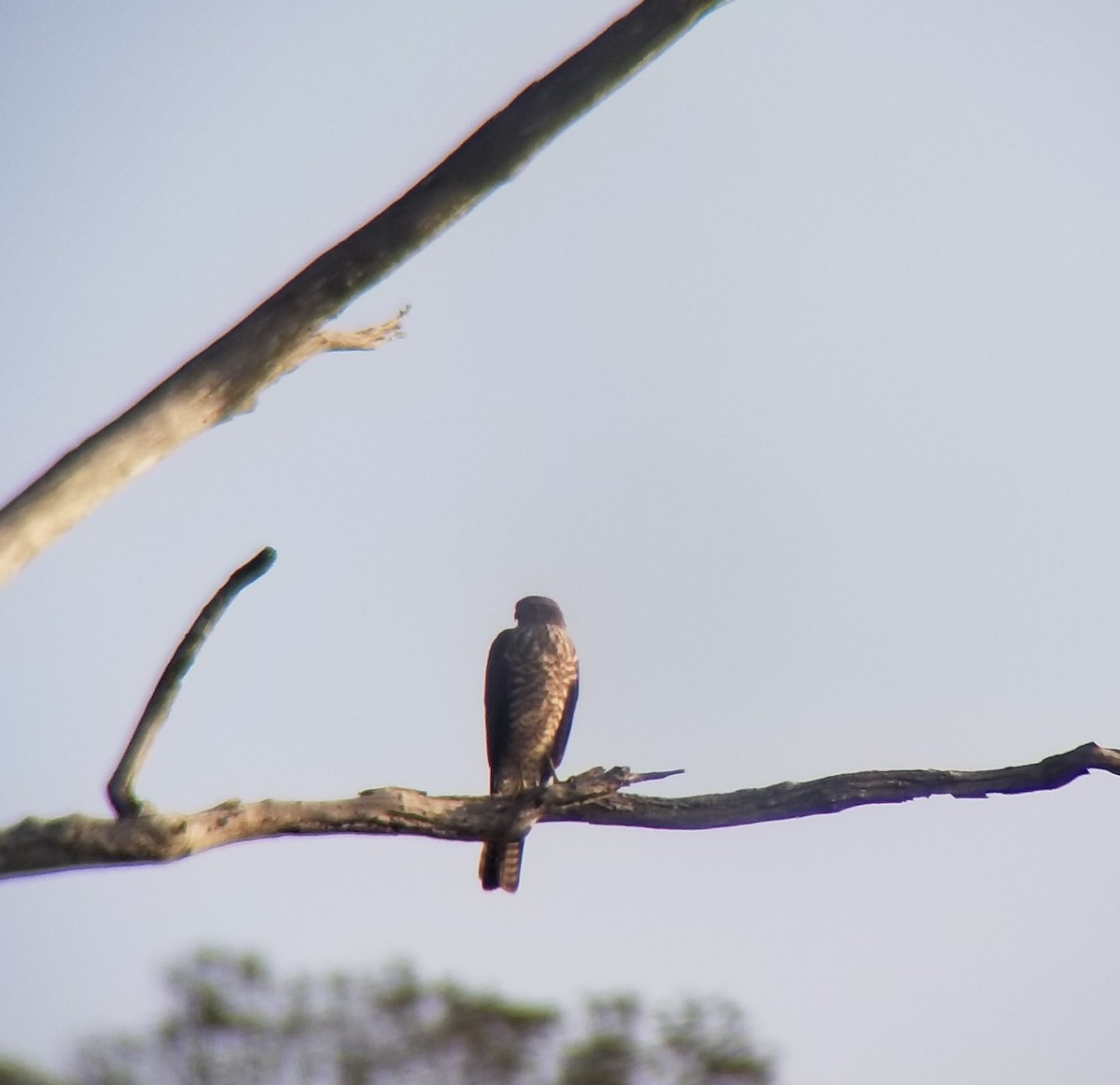 Collared Sparrowhawk - ML197250421