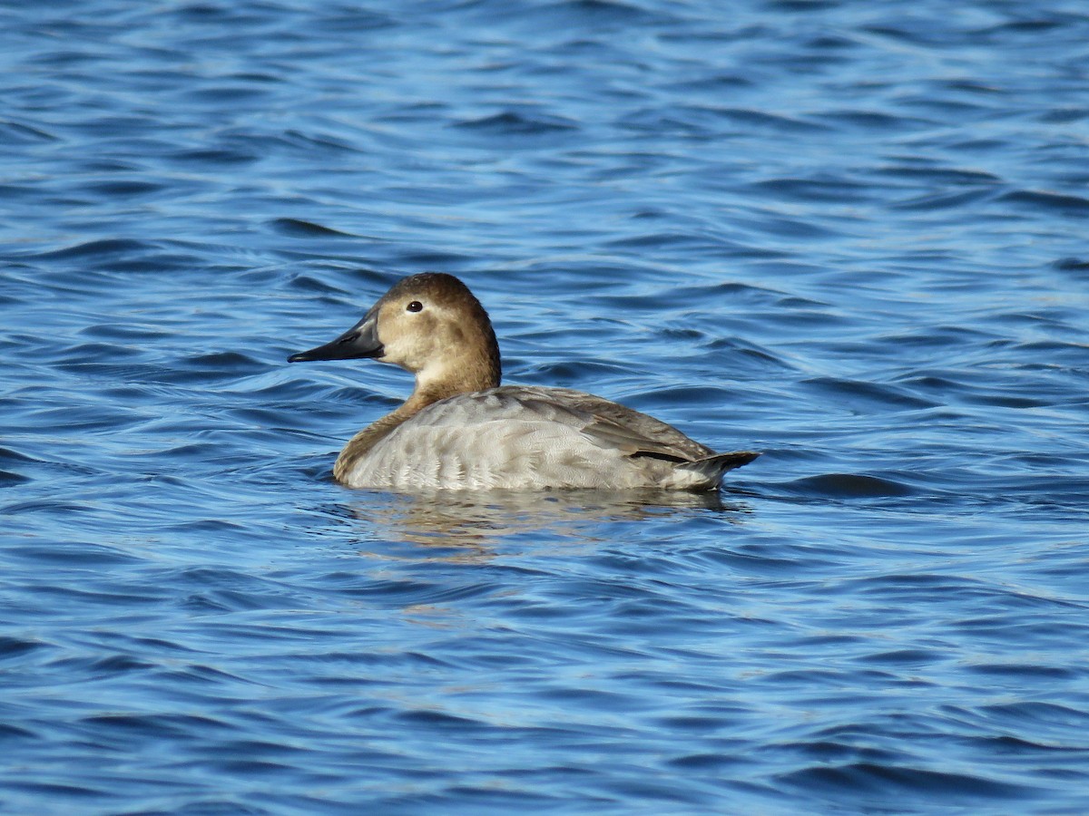 Canvasback - Jane Thompson