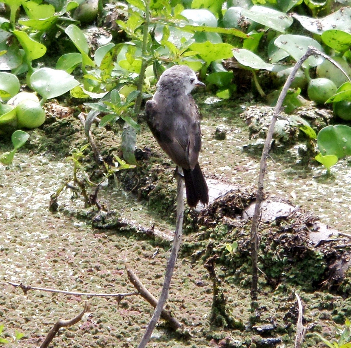 White-headed Marsh Tyrant - ML197251881