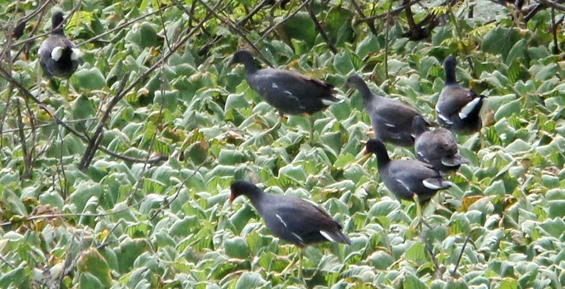 Gallinule d'Amérique - ML197252531