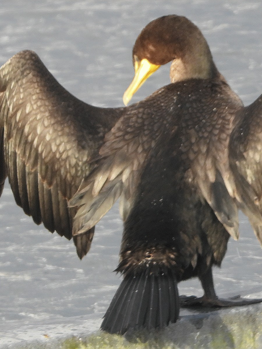 Double-crested Cormorant - ML197254111