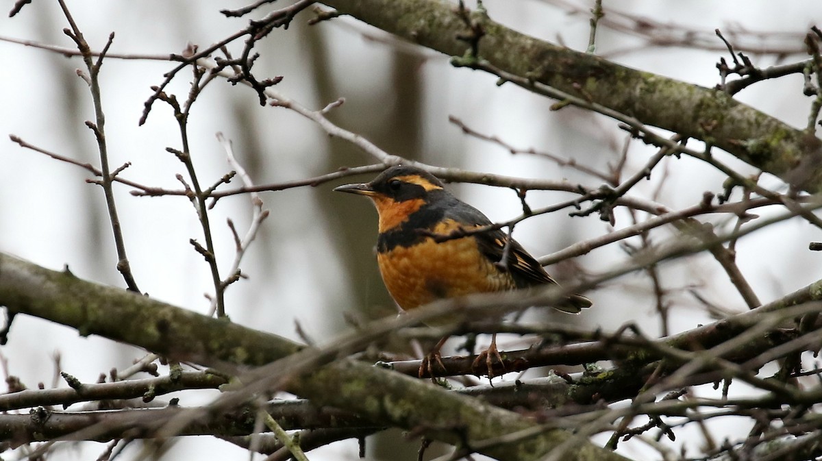 Varied Thrush - Kyle Gage