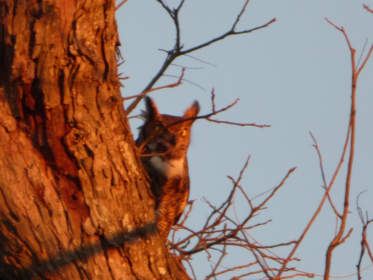 Great Horned Owl - Elaine Pan