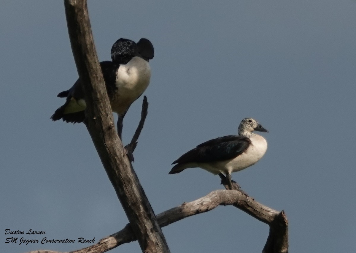 Comb Duck - ML197257441